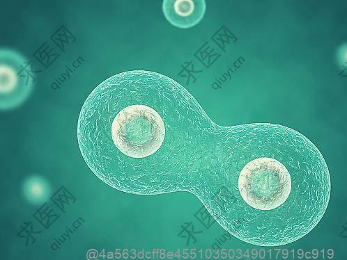 打干细胞期间吃什么水果行吗？补充水分的​
