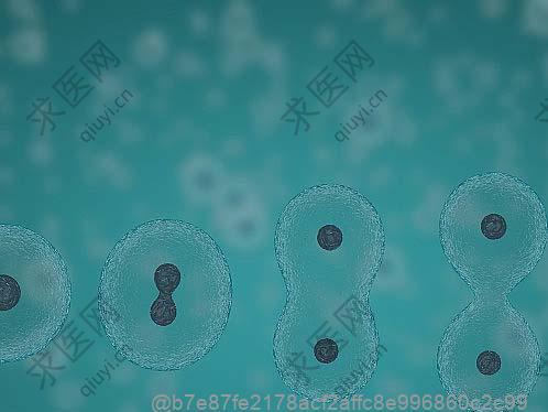 打干细胞前可以吃什么温和水果不引起腹胀？