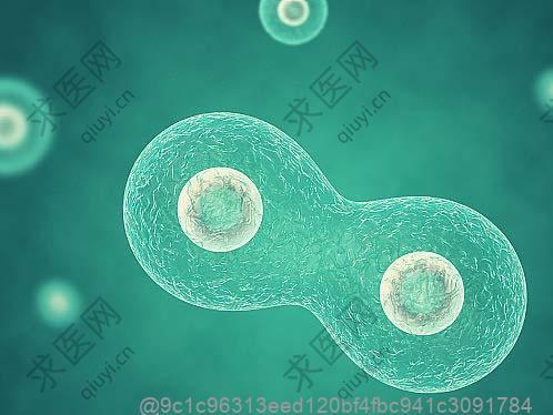做完干细胞吃什么水果能补充叶酸？叶酸丰富的水果​